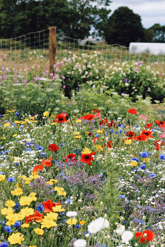May & June on the Flower Farm