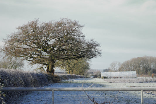 January on the Flower Farm