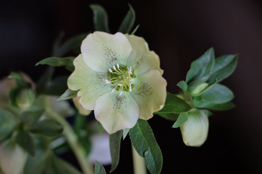 February on the Flower Farm