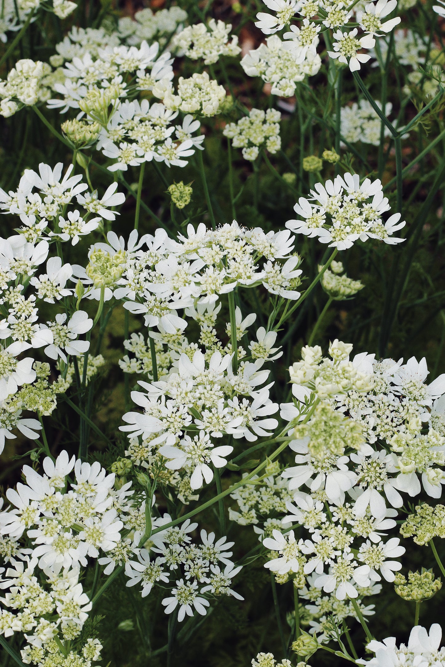 Orlaya Grandiflora