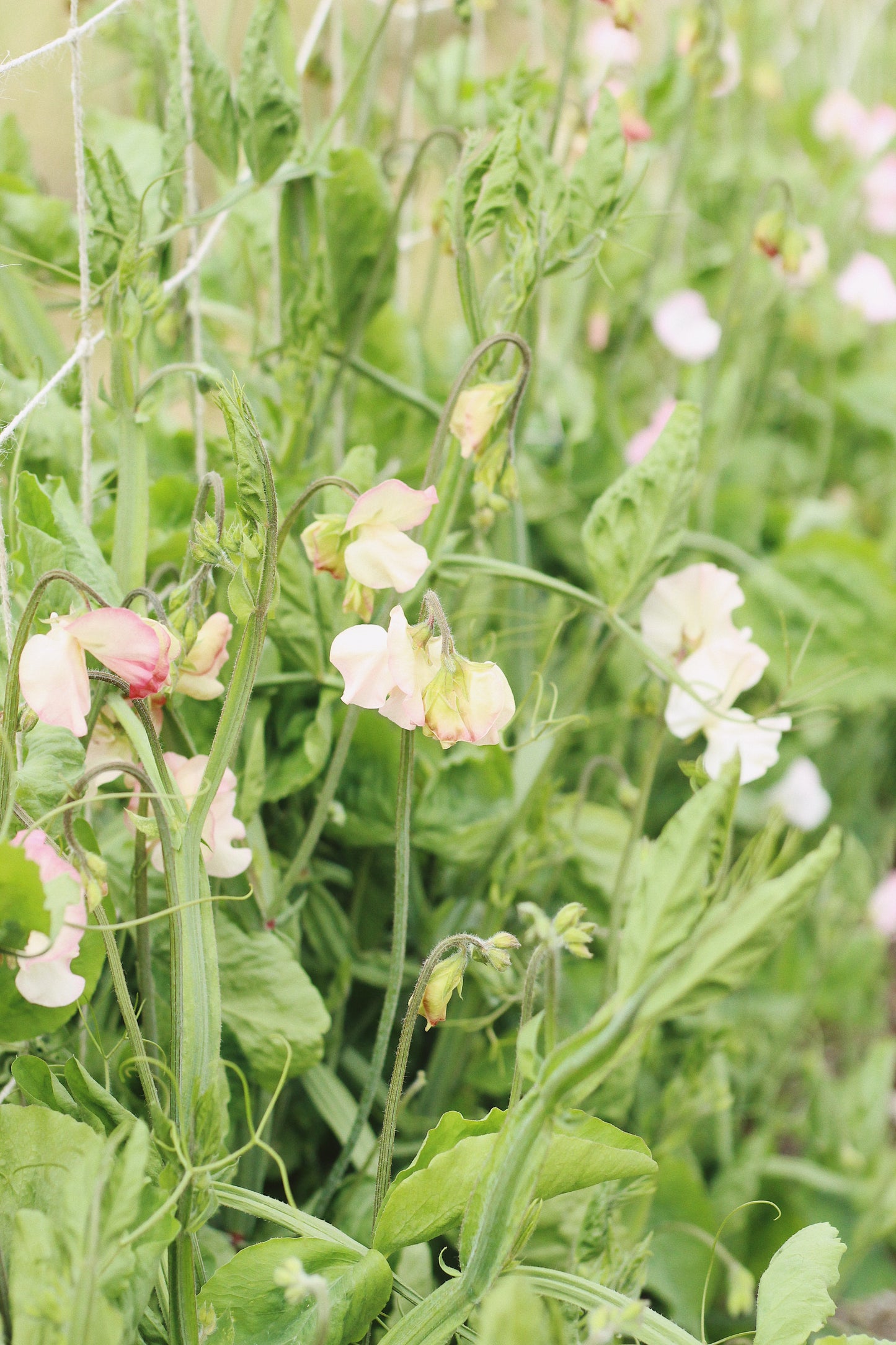 JUNE - Sweet Pea Pick-Your-Own
