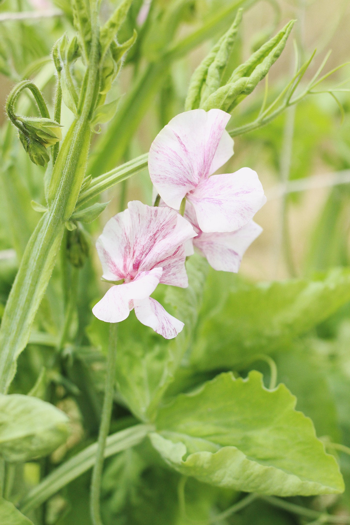 JUNE - Sweet Pea Pick-Your-Own