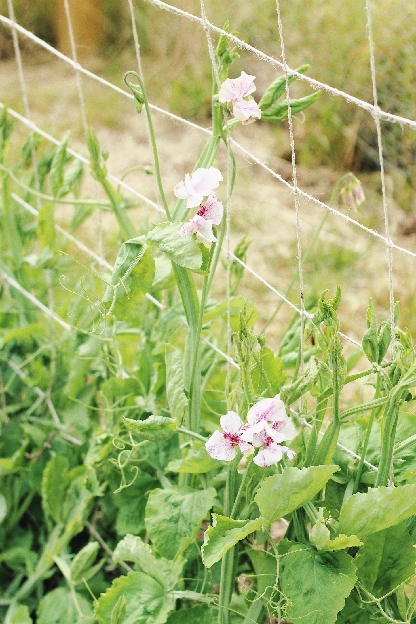 JUNE - Sweet Pea Pick-Your-Own