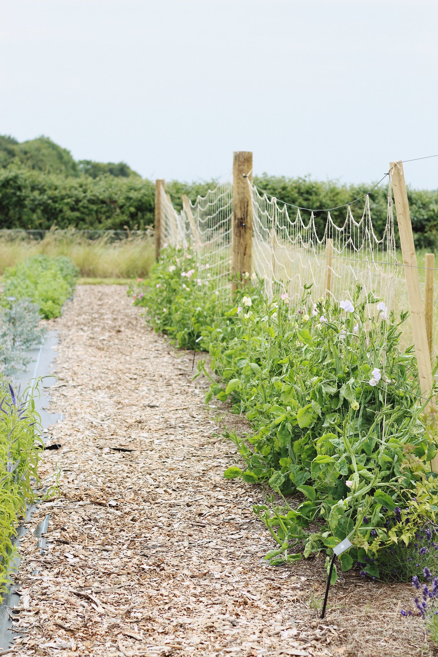 JUNE - Sweet Pea Pick-Your-Own