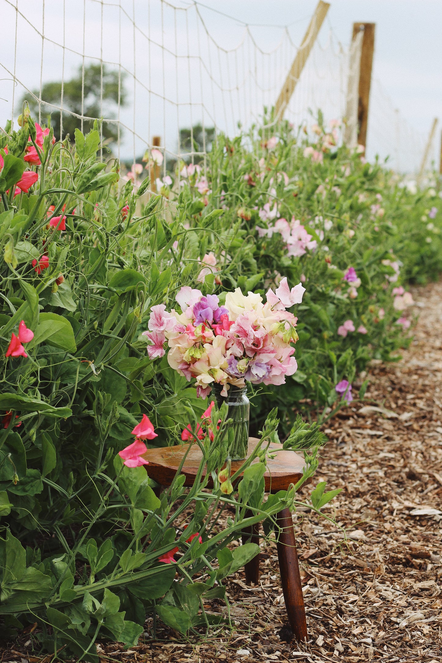 JUNE - Sweet Pea Pick-Your-Own