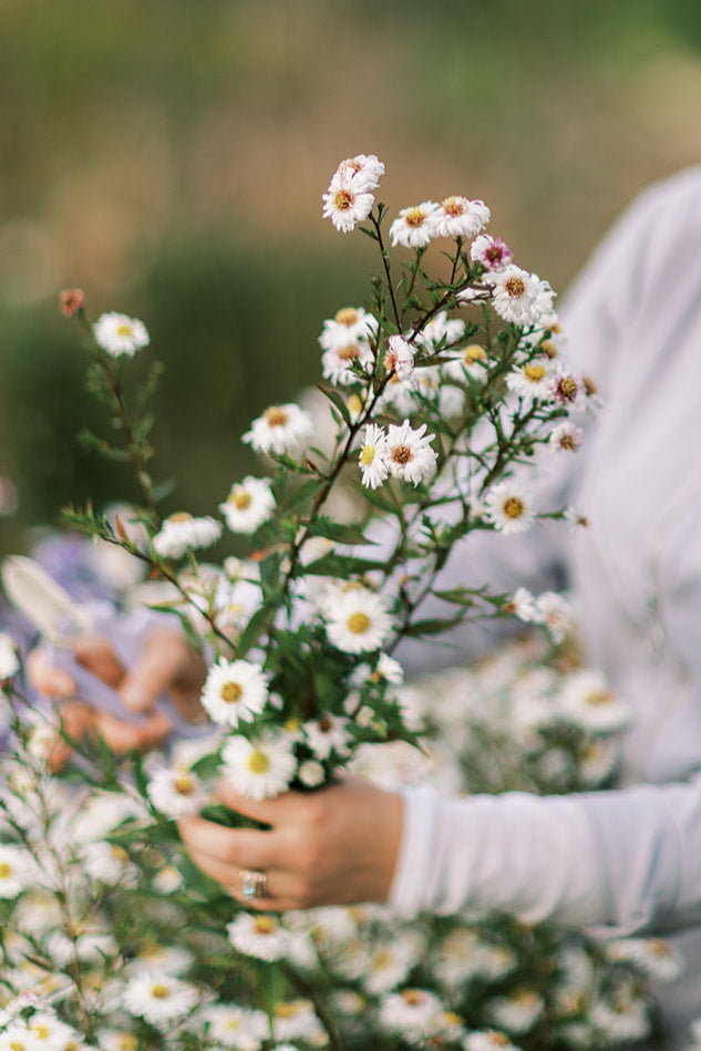 Pick-Your-Own Flowers