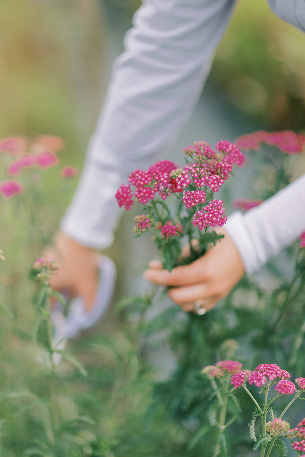 Pick-Your-Own Flowers