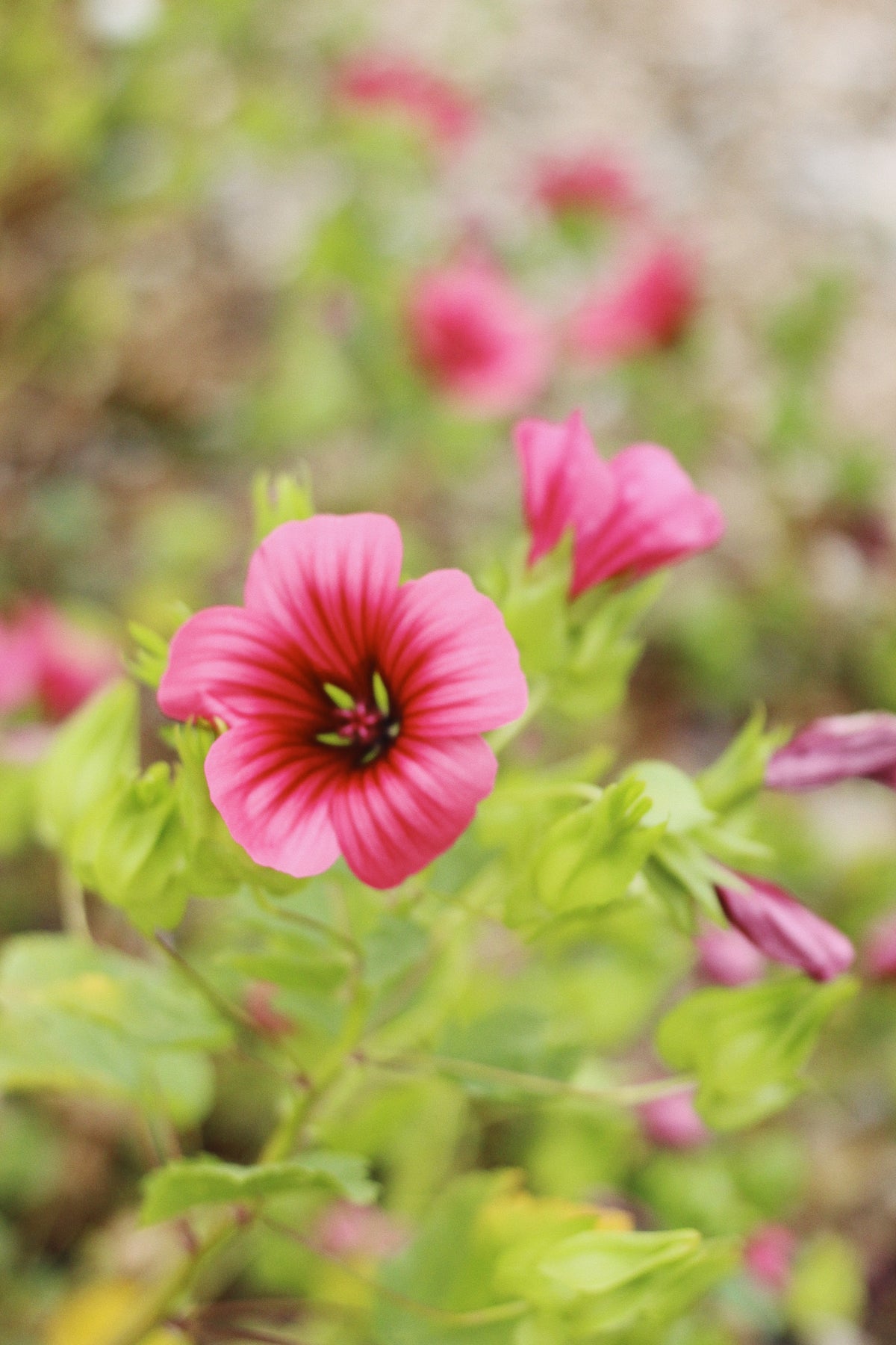 Malope Vulcan