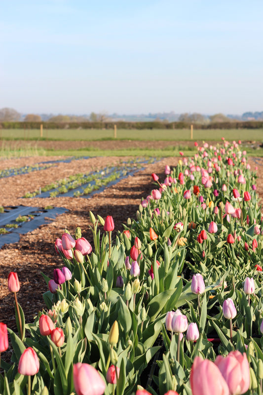 April on the Flower Farm