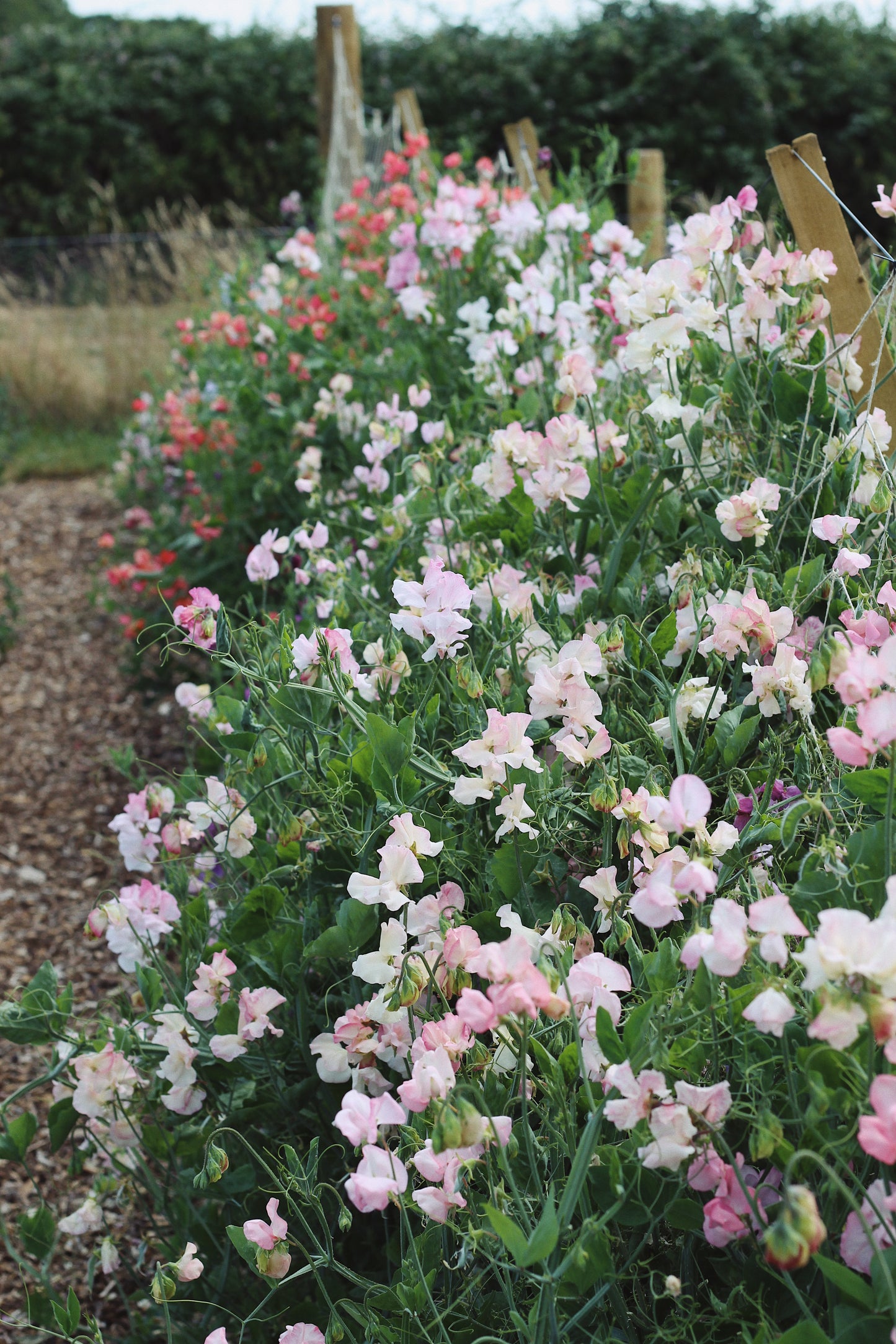 Lathyrus odoratus, Pastel Sweet Pea Mix