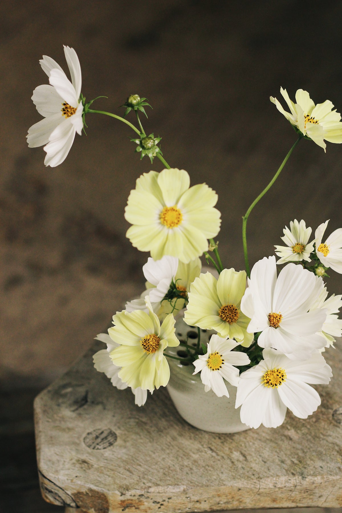 The Flower Frog