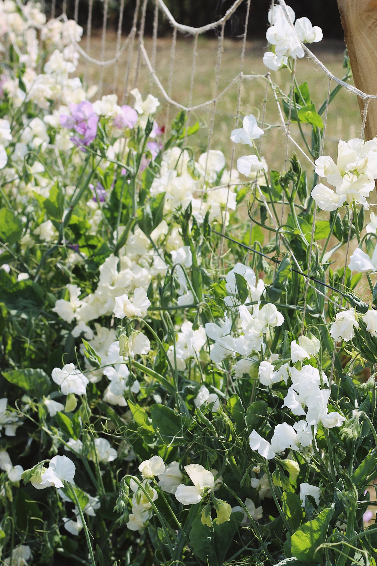 Lathyrus odoratus, Pastel Sweet Pea Mix