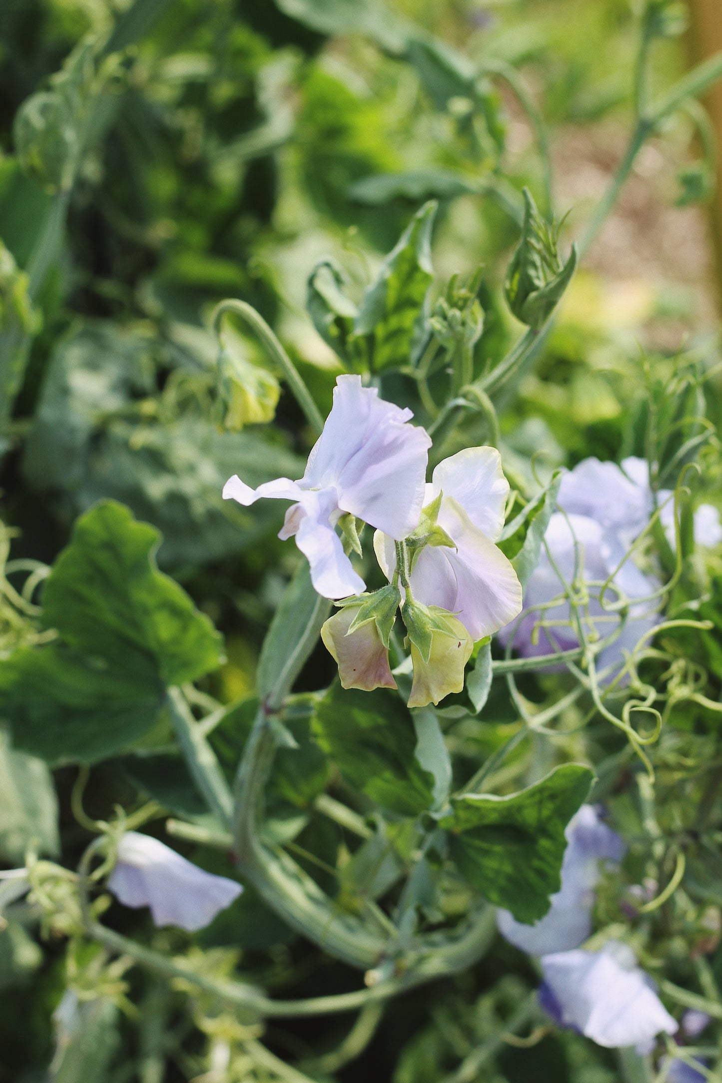 Lathyrus odoratus, Pastel Sweet Pea Mix