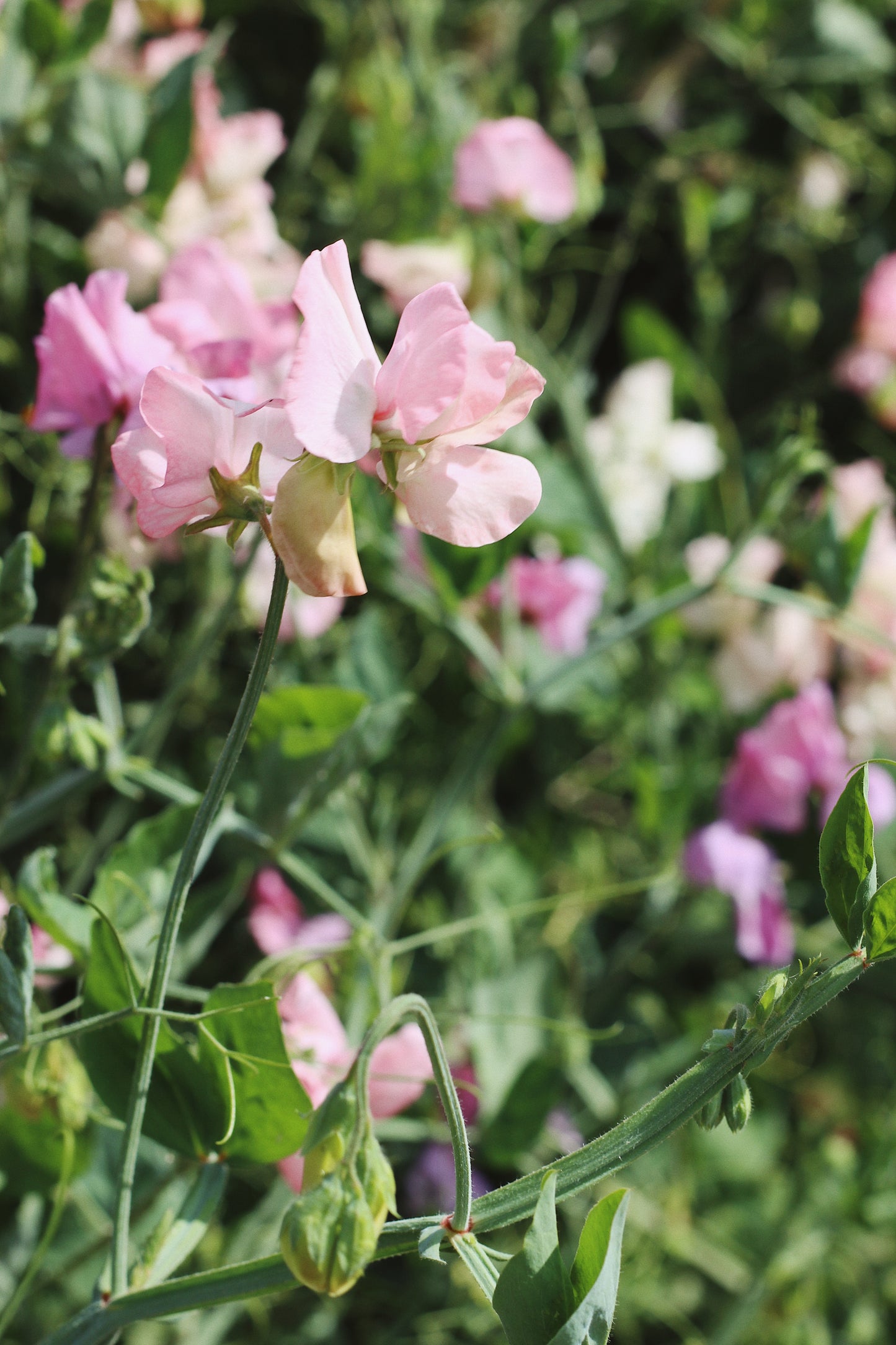 Lathyrus odoratus, Pastel Sweet Pea Mix