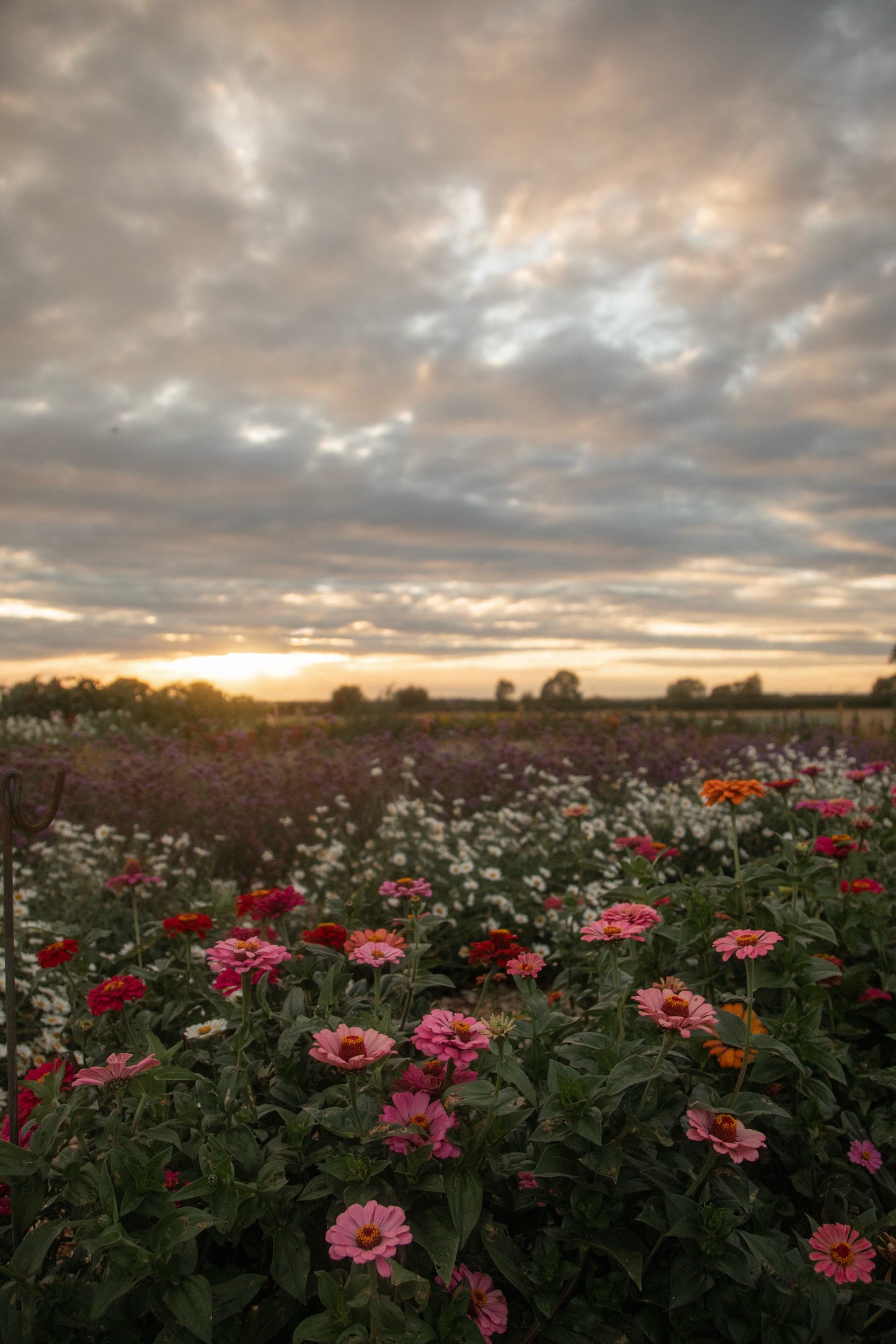 JULY - An Evening at the Flower Farm
