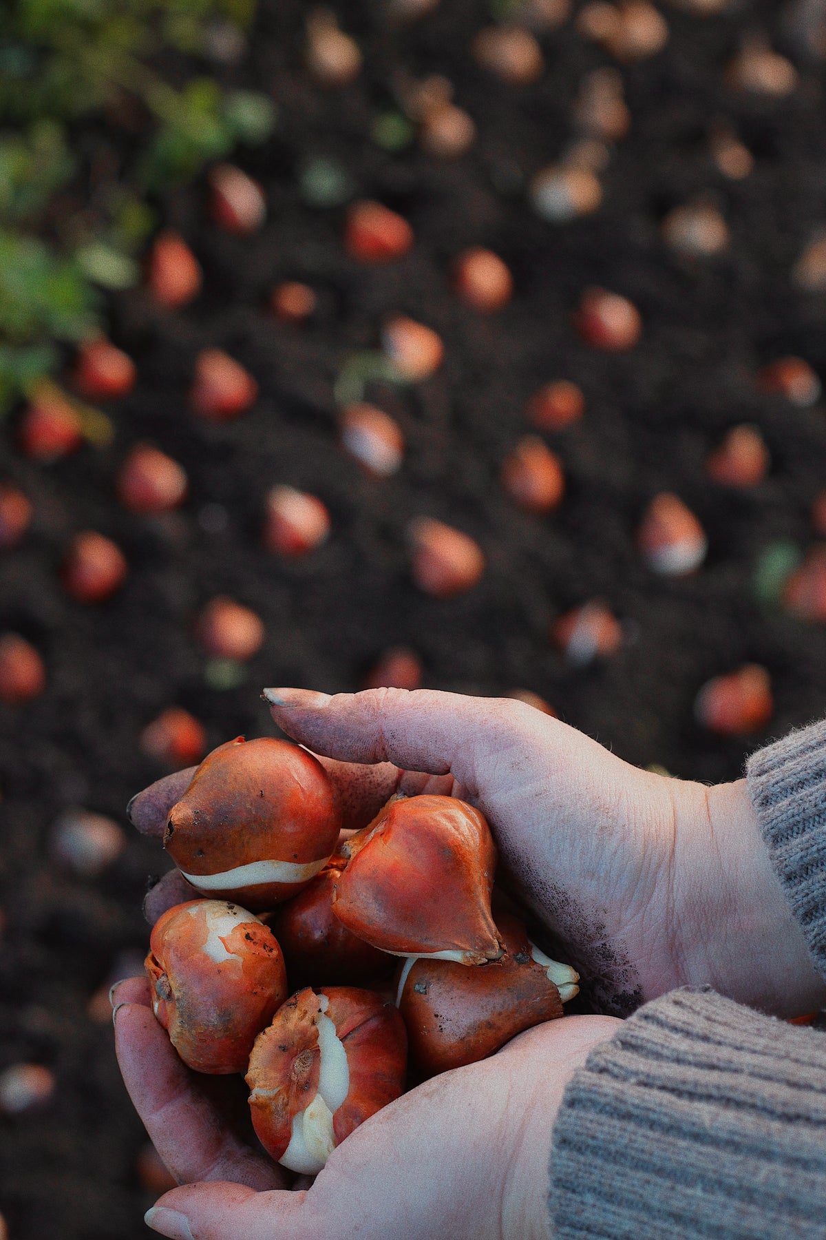 The Last Hurrah - Autumn at the Flower Farm