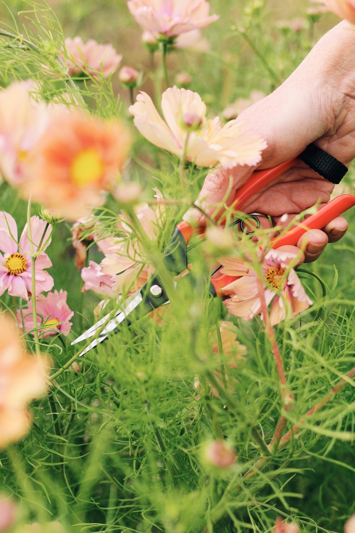 Niwaki Garden Snips
