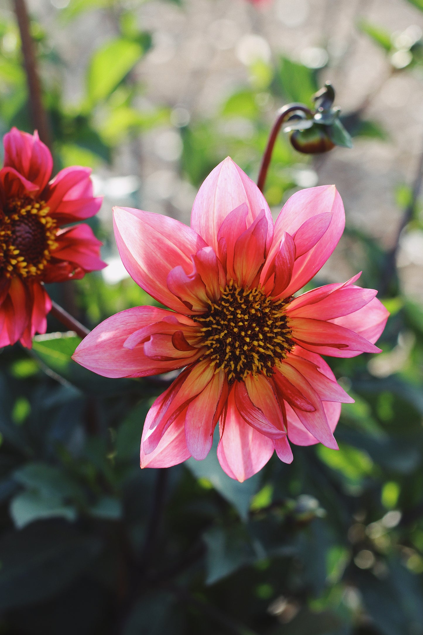 Dahlia Pick-Your-Own