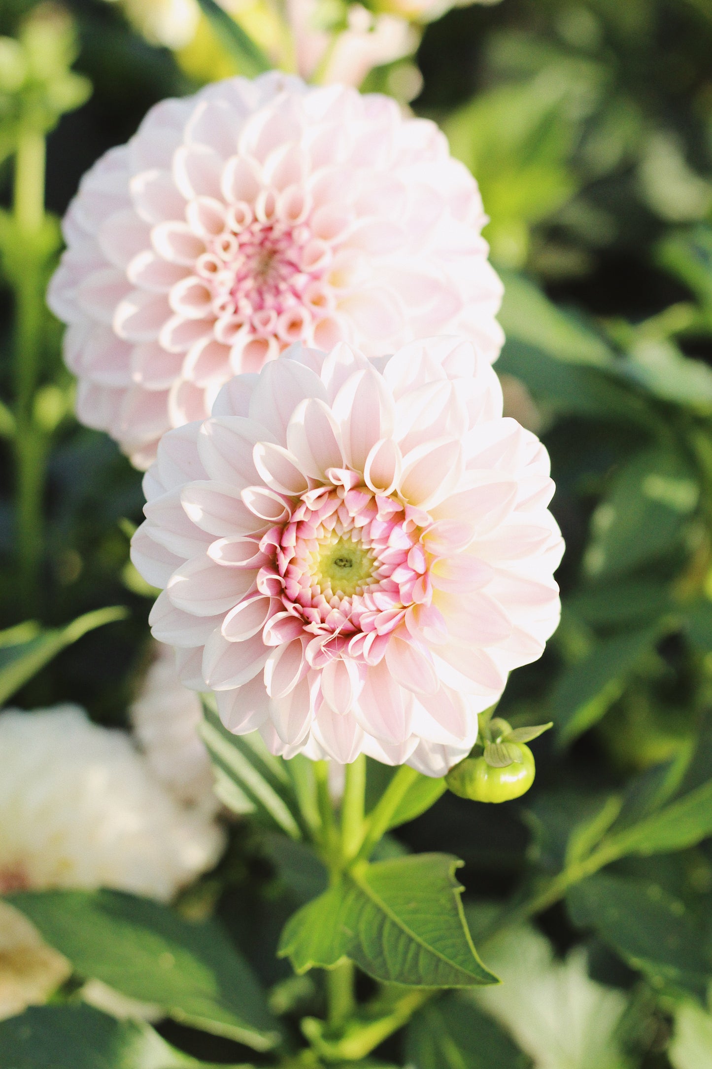 Dahlia Pick-Your-Own