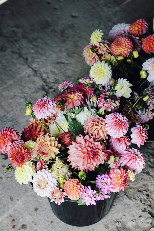 Dahlia Pick-Your-Own