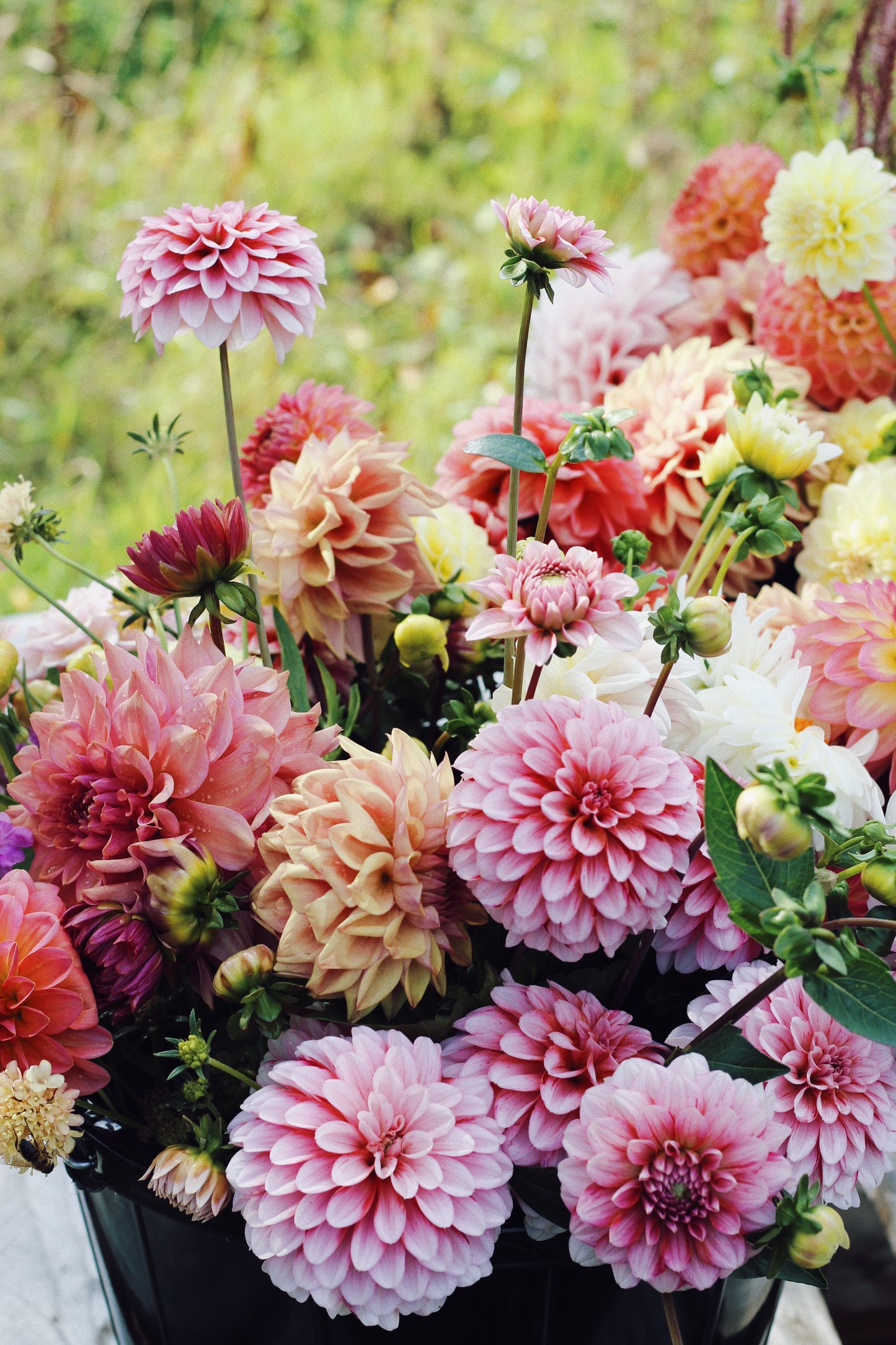 Dahlia Pick-Your-Own