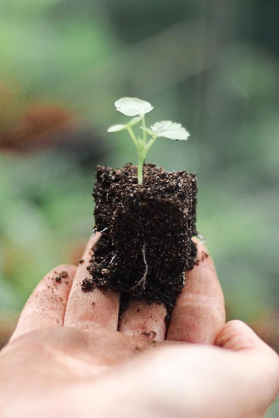 MARCH - Introduction to Growing Cut Flowers