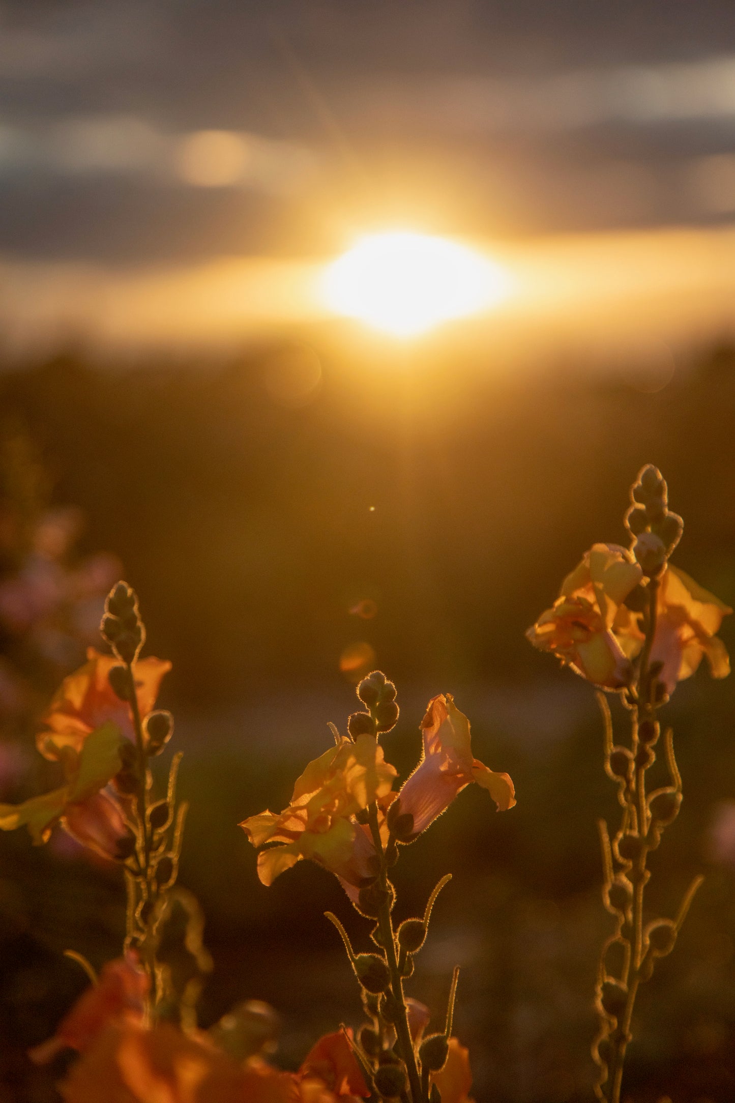 JULY - An Evening at the Flower Farm