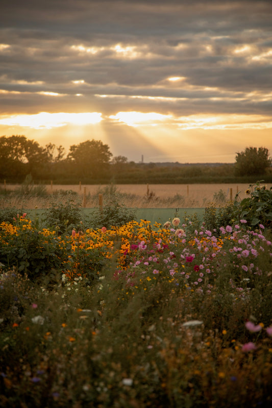 JULY - An Evening at the Flower Farm