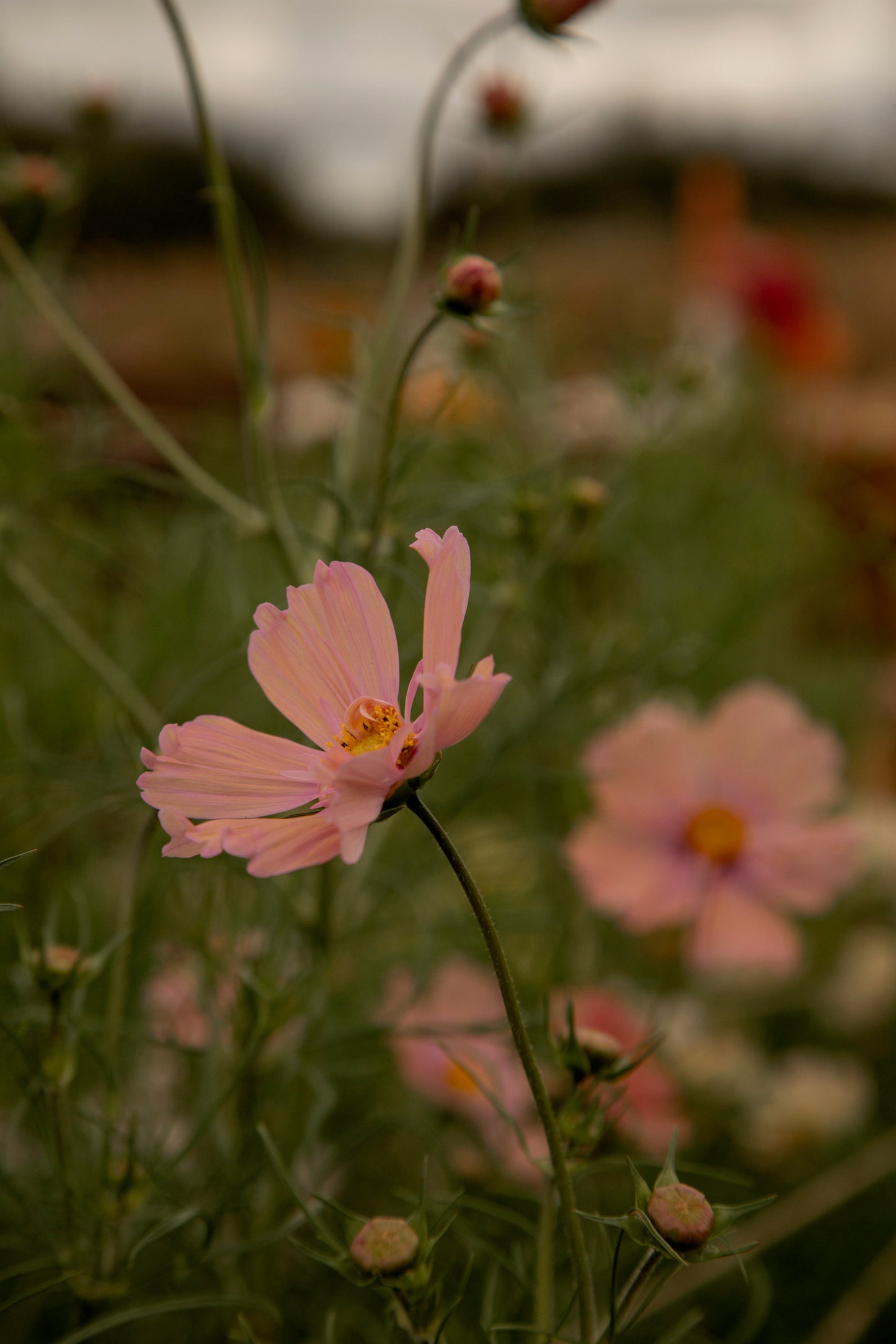 JULY - An Evening at the Flower Farm