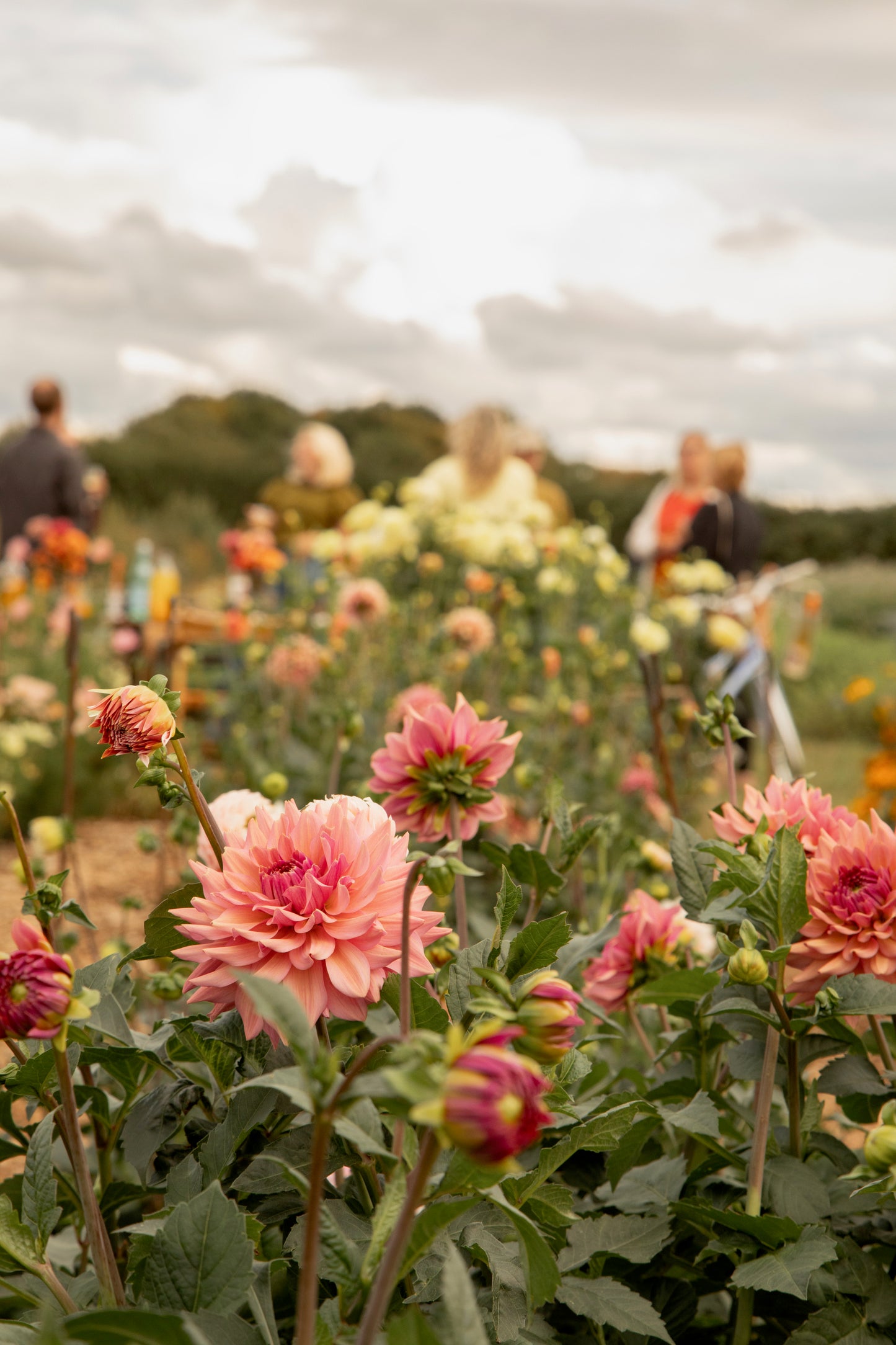 JULY - An Evening at the Flower Farm