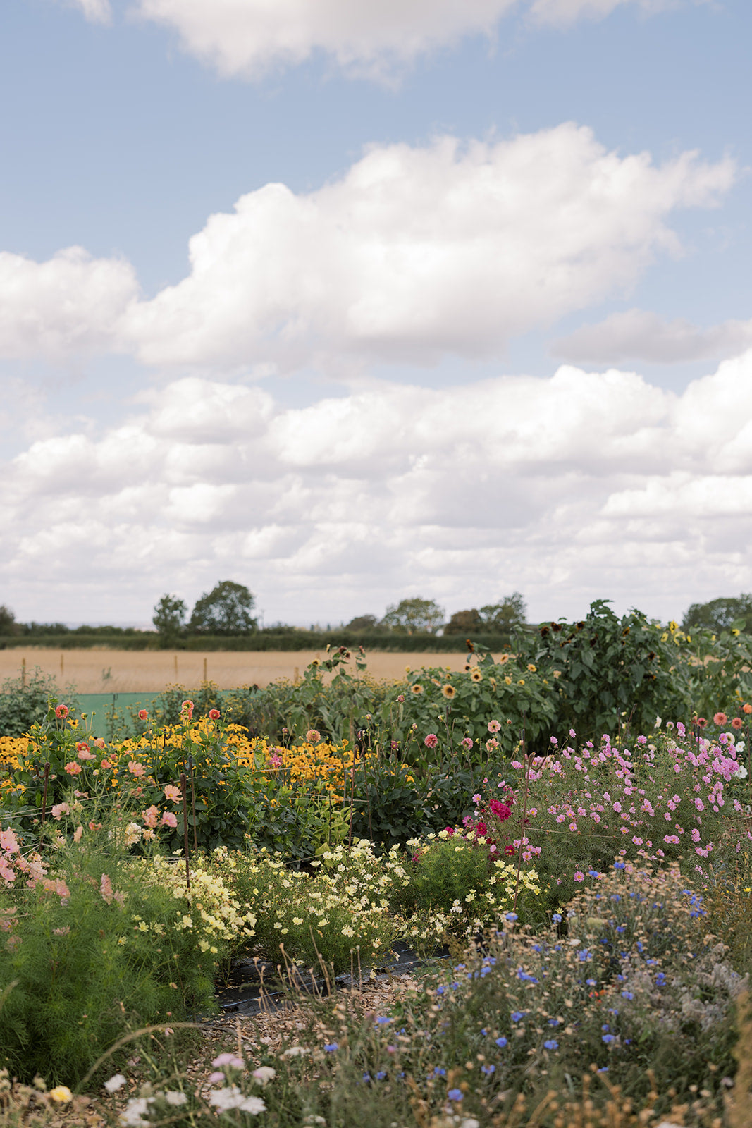 AUGUST - Floral Silk Dying Workshop