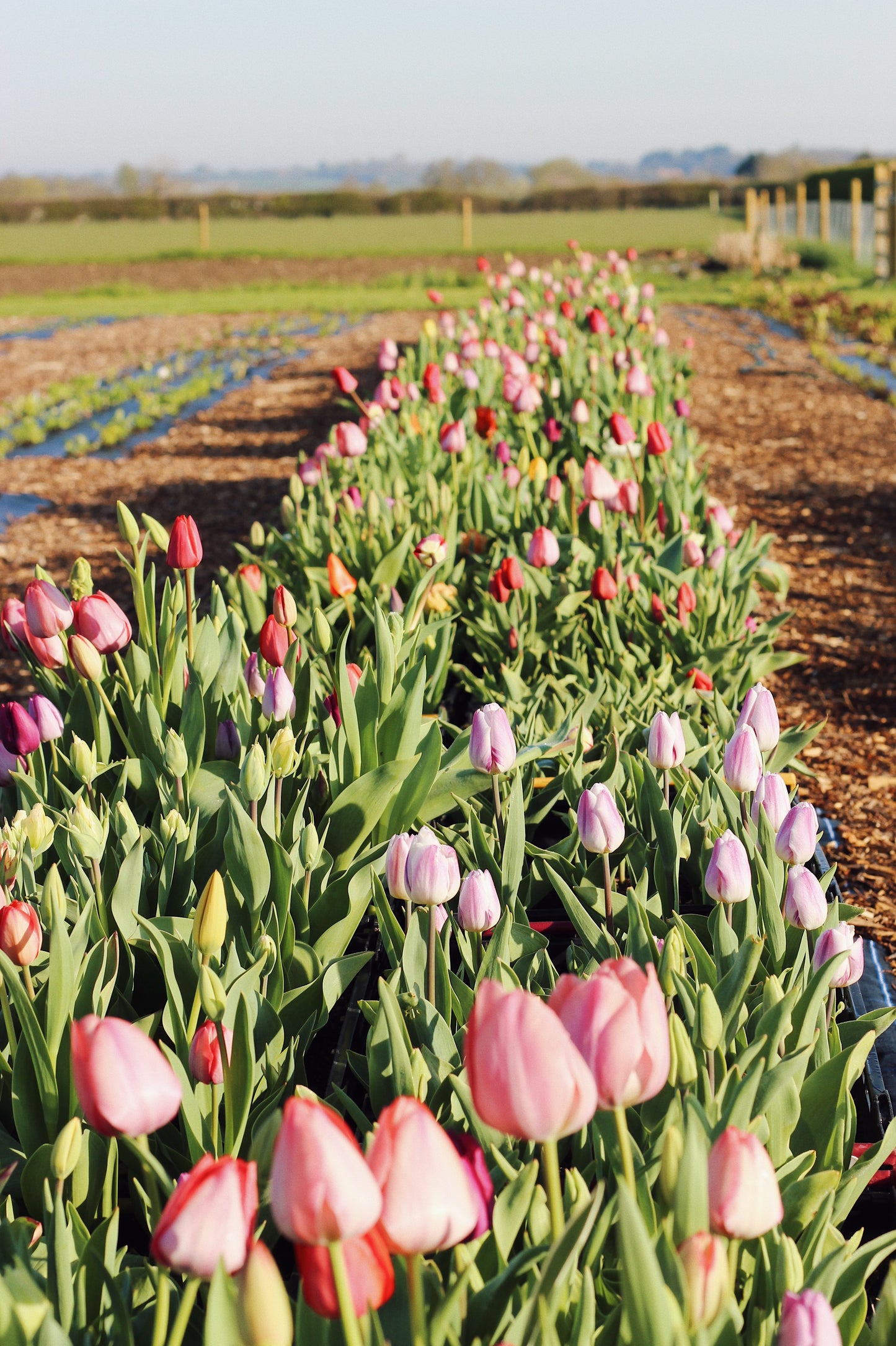 APRIL - Tulip Pick-Your-Own