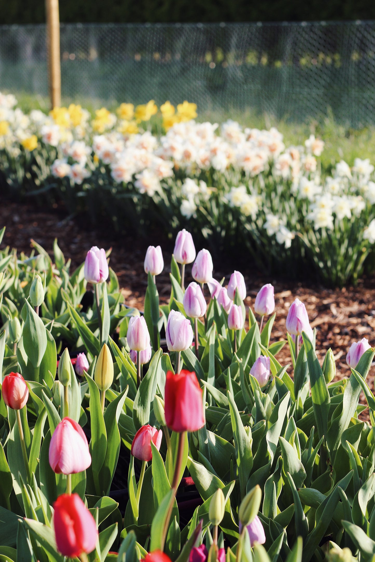 APRIL - Tulip Pick-Your-Own