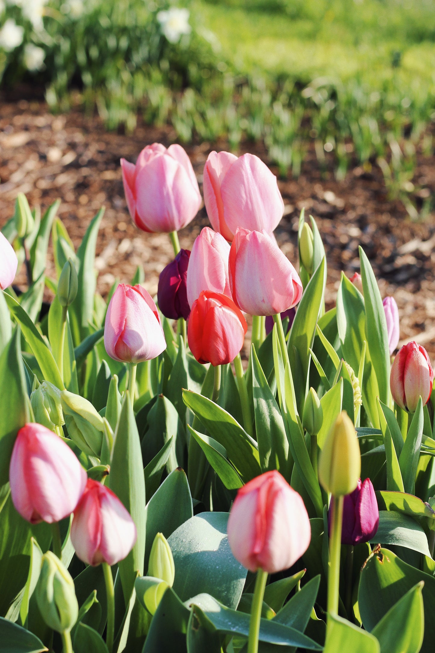APRIL - Tulip Pick-Your-Own