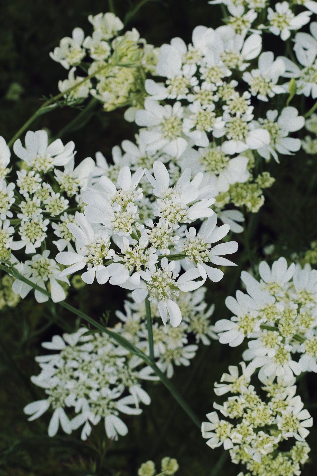 Orlaya Grandiflora