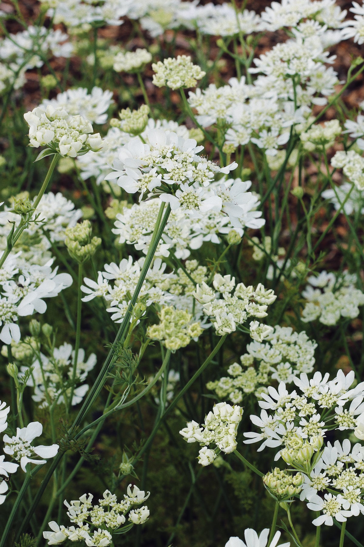 Orlaya Grandiflora