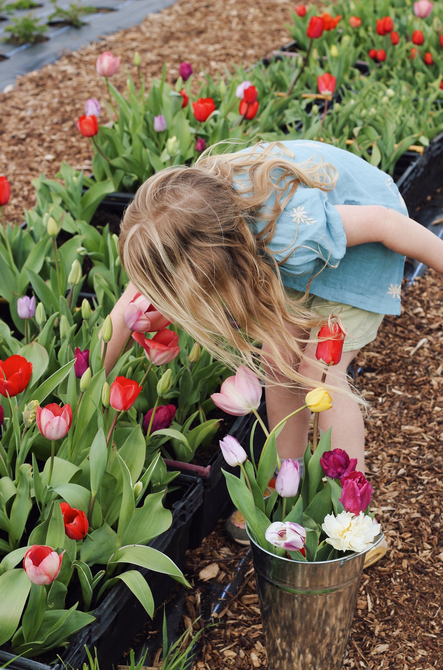 APRIL - Tulip Pick-Your-Own