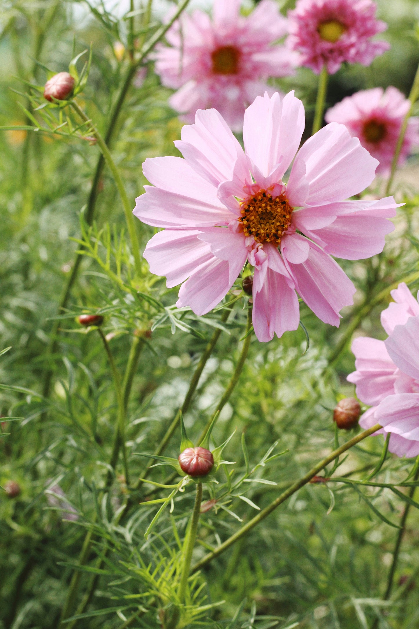 MARCH - Introduction to Growing Cut Flowers