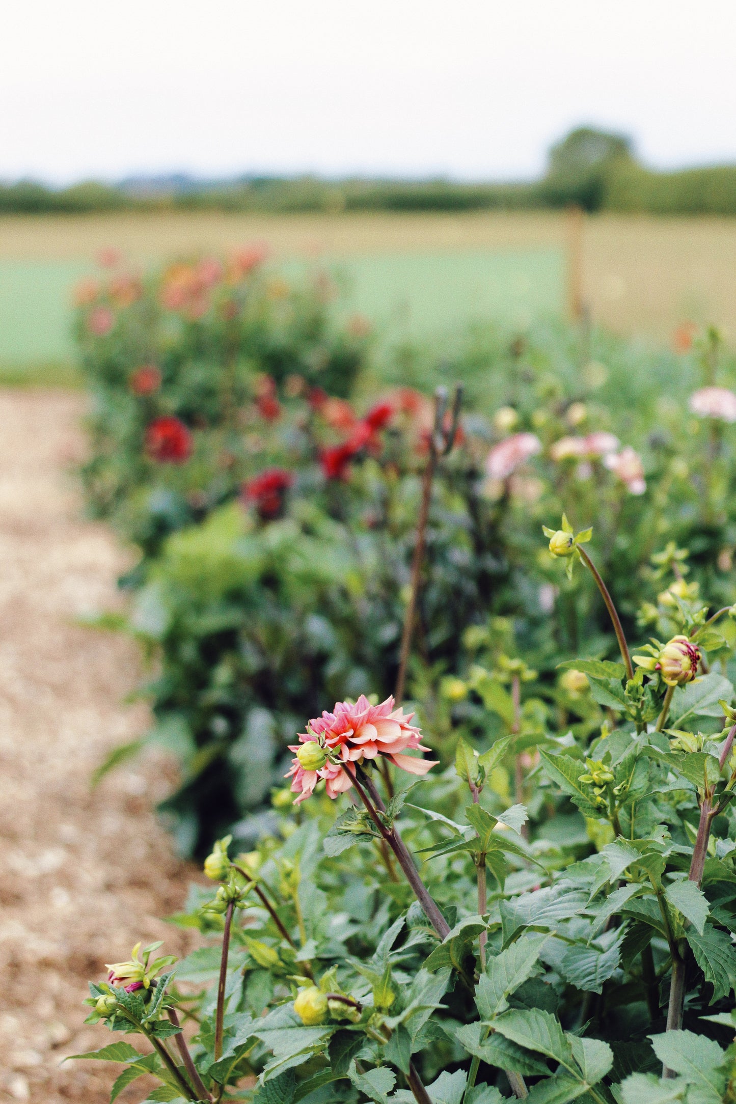 Dahlia Pick-Your-Own