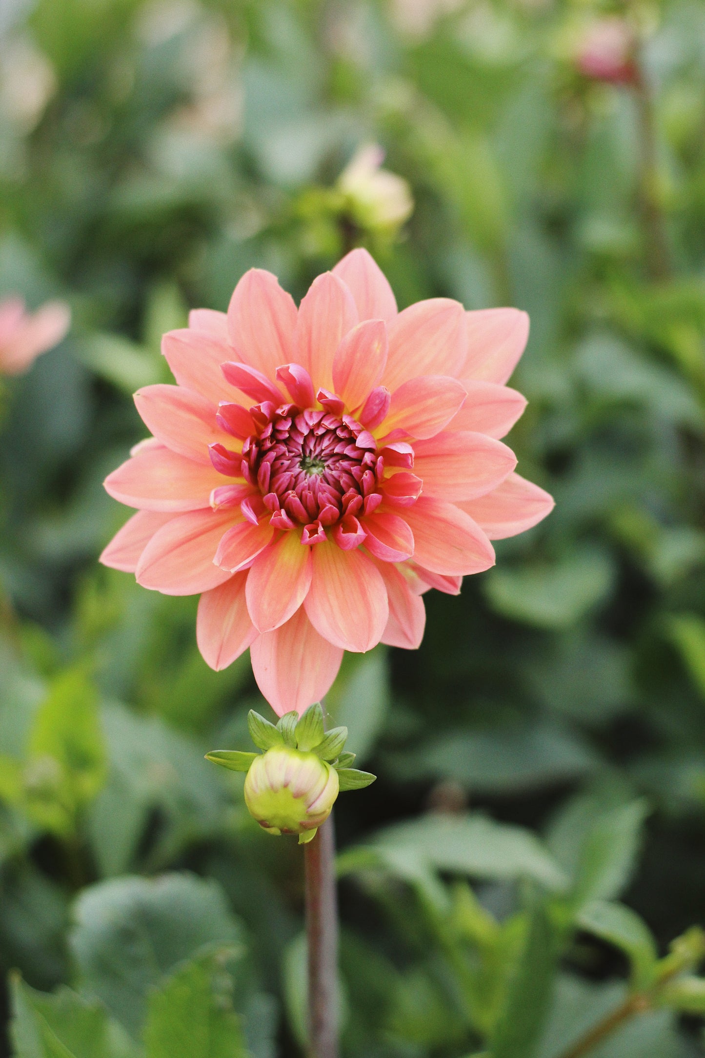 Dahlia Pick-Your-Own