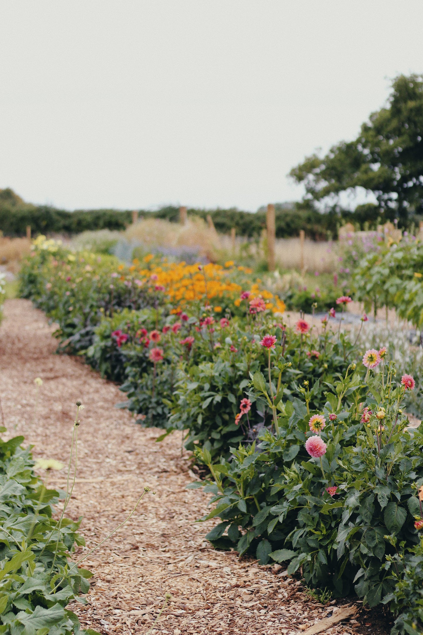 Dahlia Pick-Your-Own