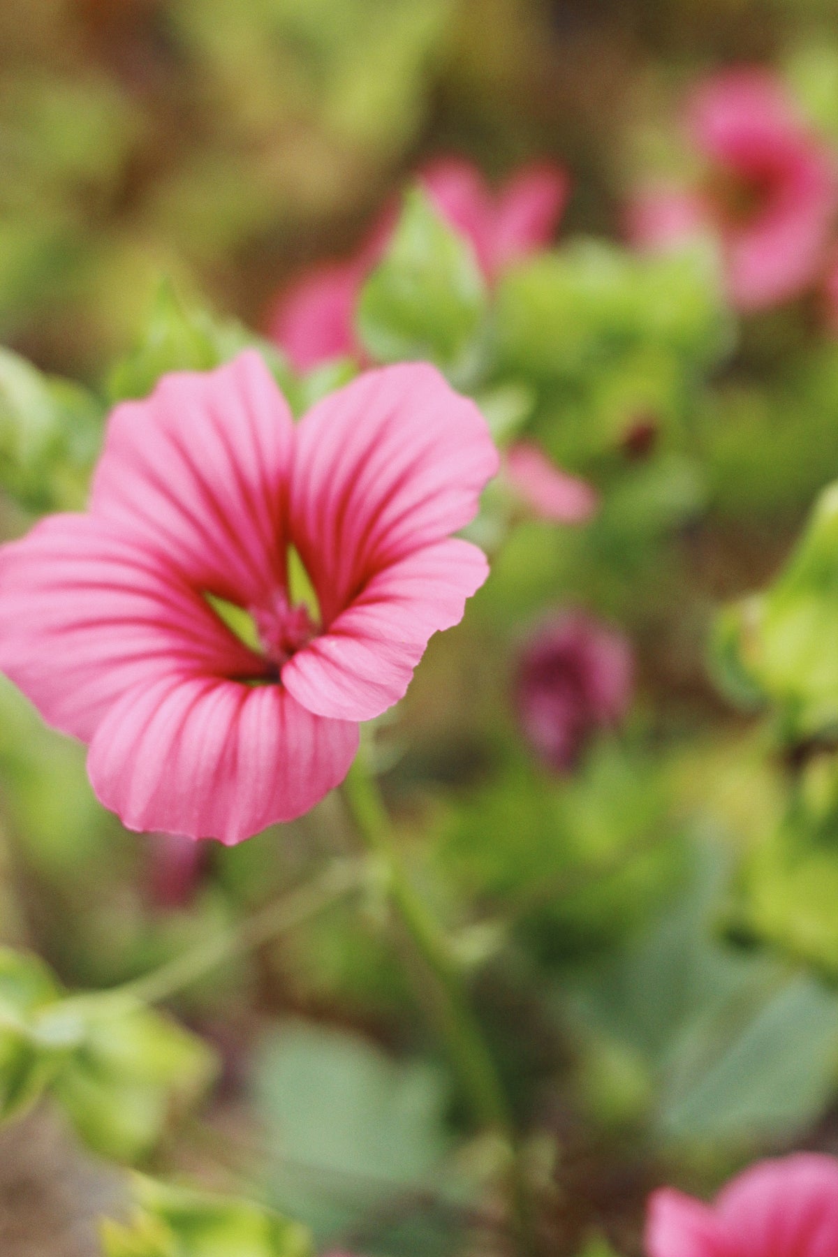 Malope Vulcan