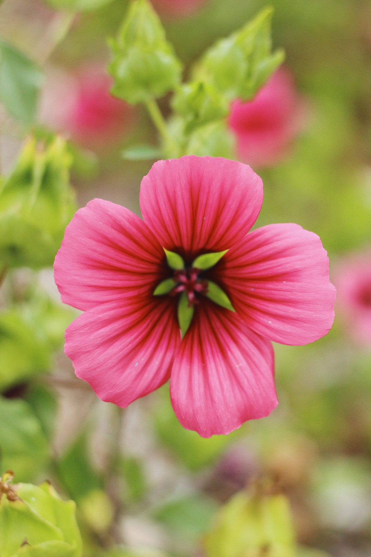 Malope Vulcan